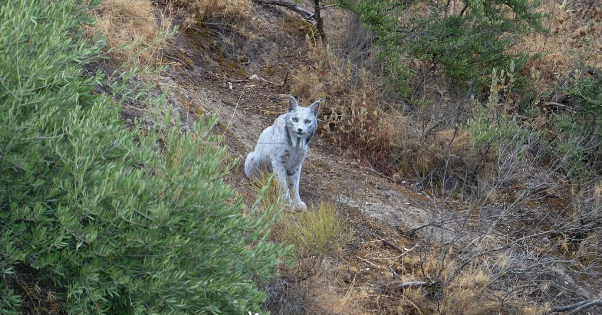 leucistic Iberian lynx